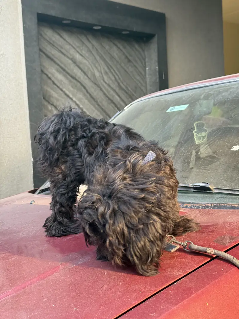 Shitzu (male -1 year) — photo 3
