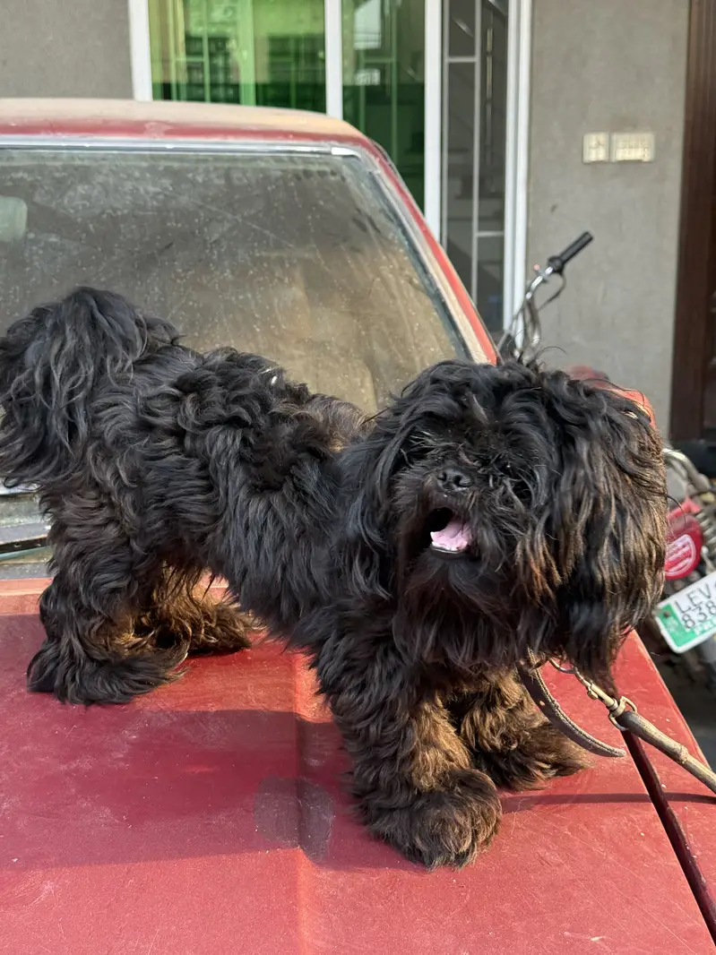 Shitzu (male -1 year) — photo 4