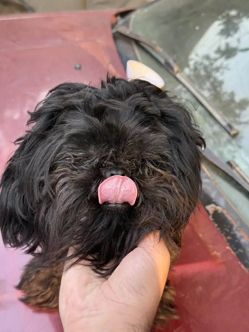 Shitzu (male -1 year) — photo 5