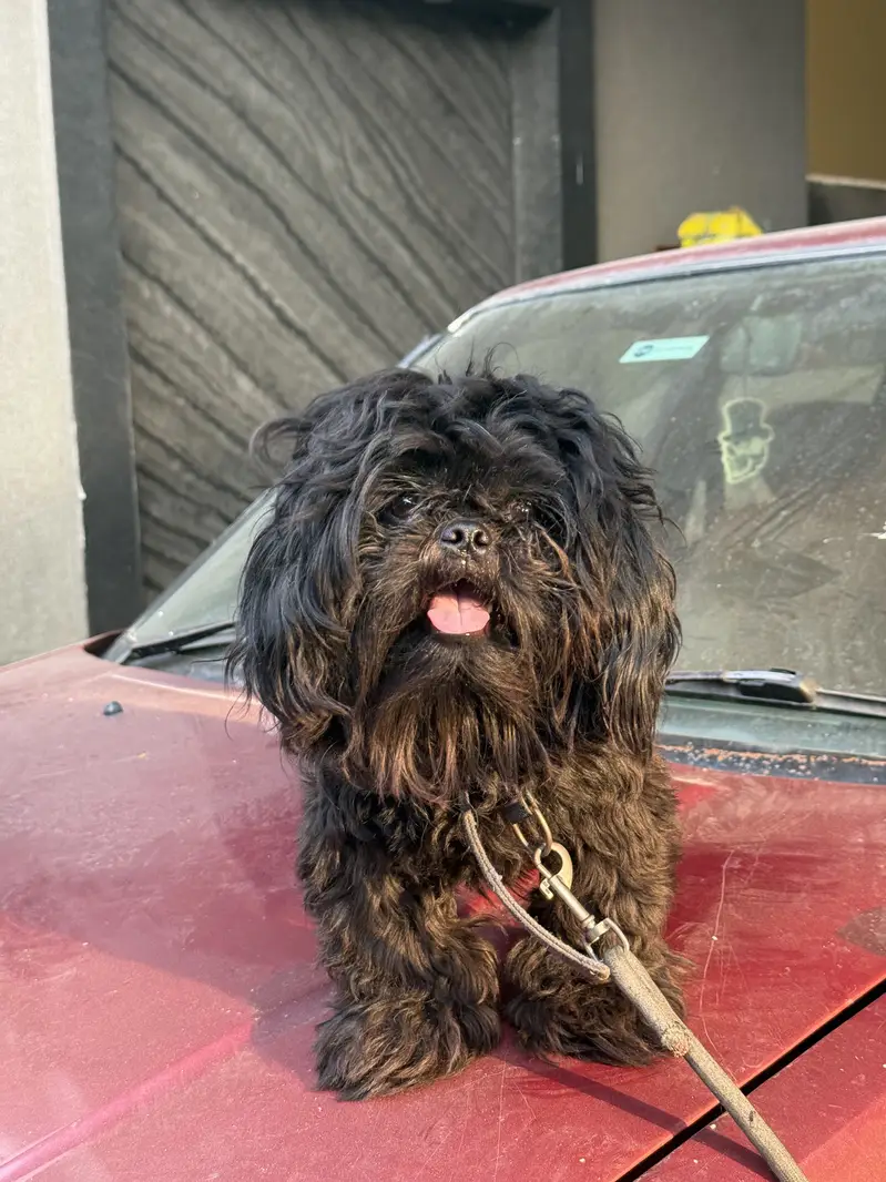 Shitzu (male -1 year) — photo 6