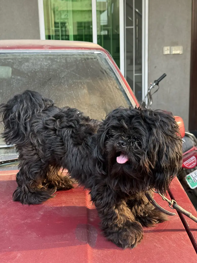 Shitzu (male -1 year) — photo 7