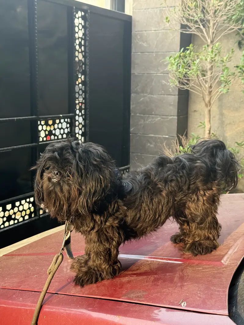 Shitzu (male -1 year) — photo 8