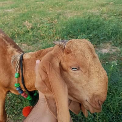 خوبصورت مکی چینی بکرا عمر چار مہینے