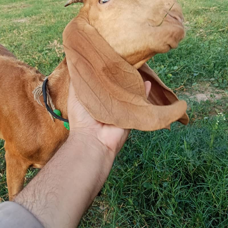 خوبصورت مکی چینی بکرا عمر چار مہینے 1