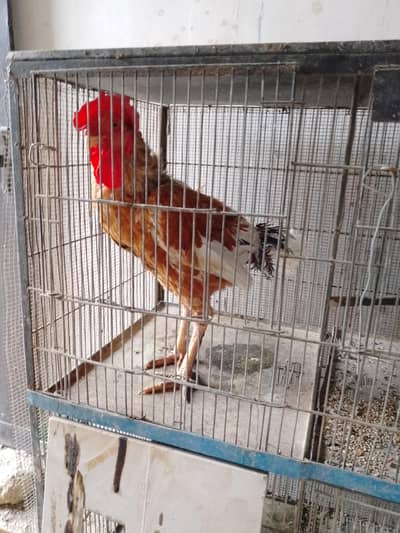 Pair for sale