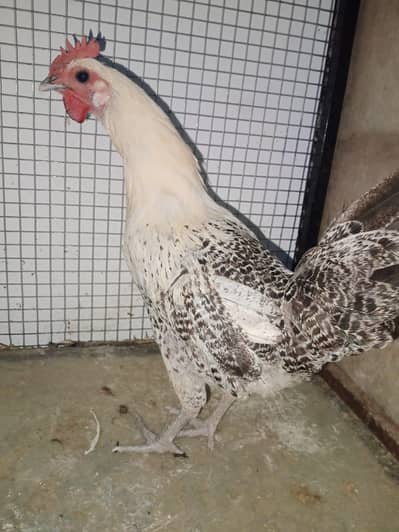 Desi hens egg laying