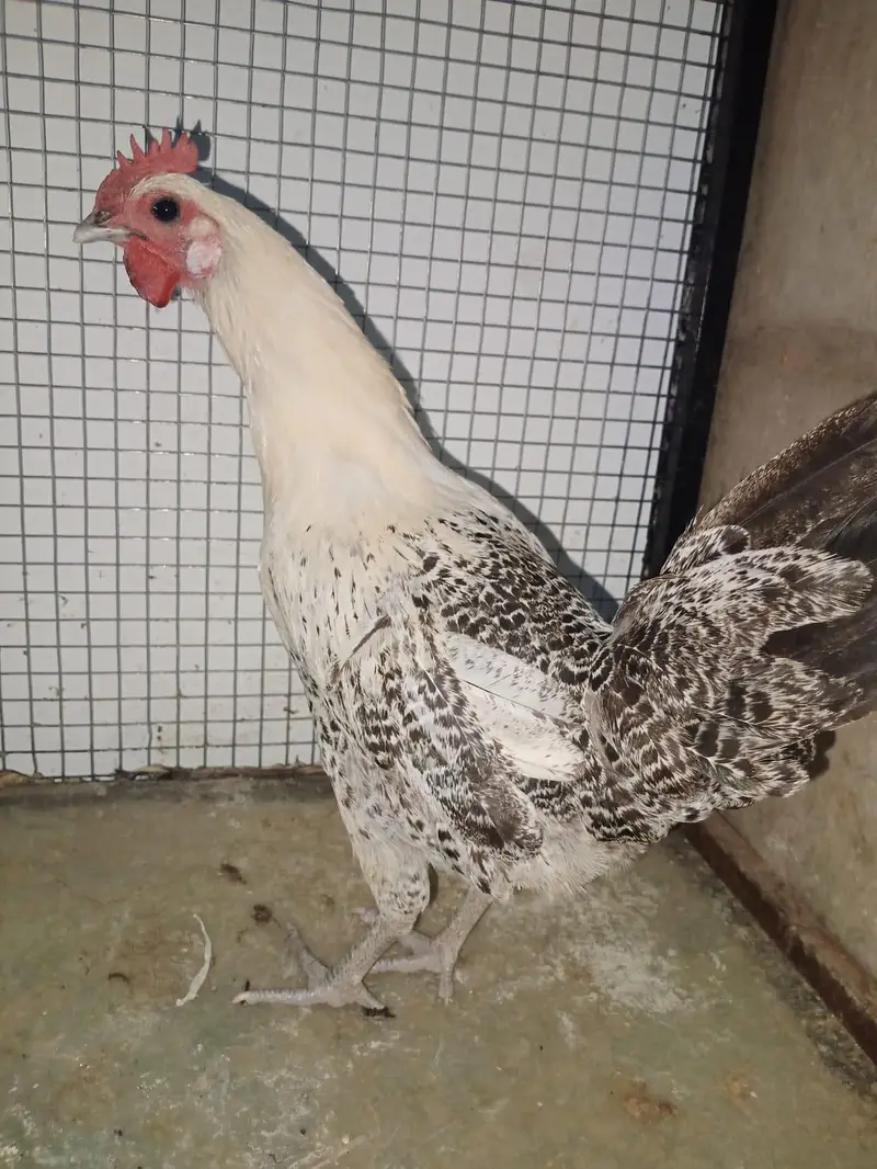 Desi hens egg laying — photo 2