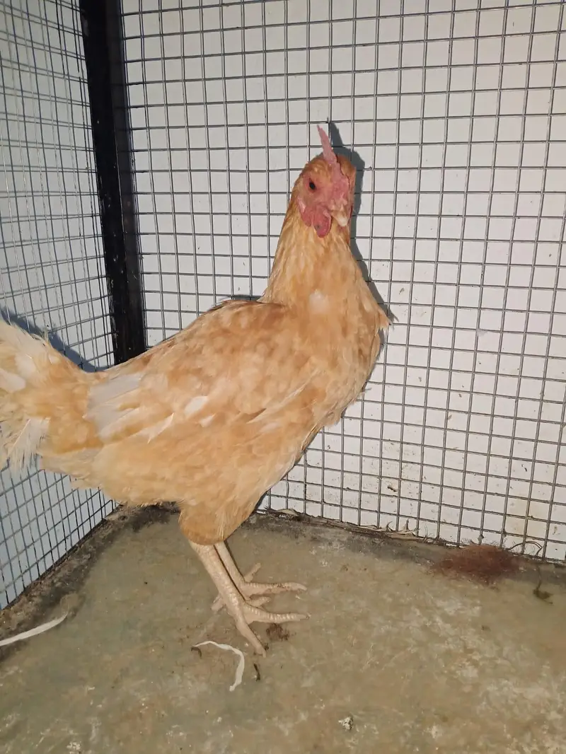 Desi hens egg laying — photo 3