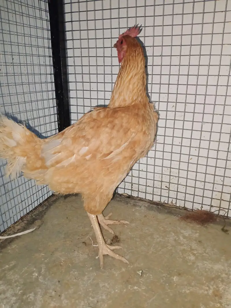 Desi hens egg laying — photo 4