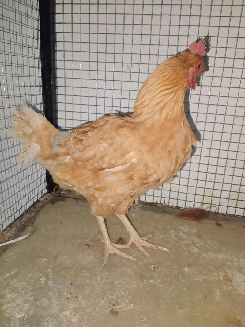 Desi hens egg laying — photo 5