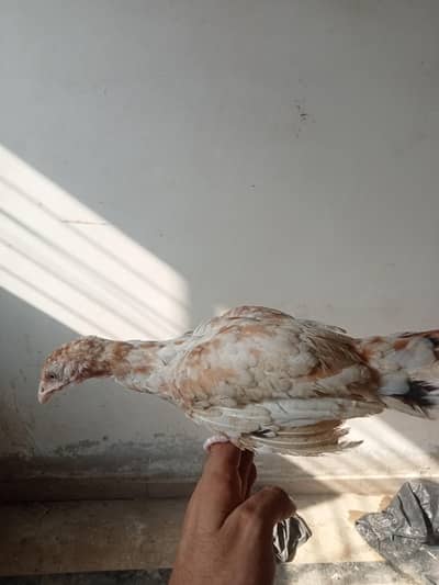 Sindhi Aseel