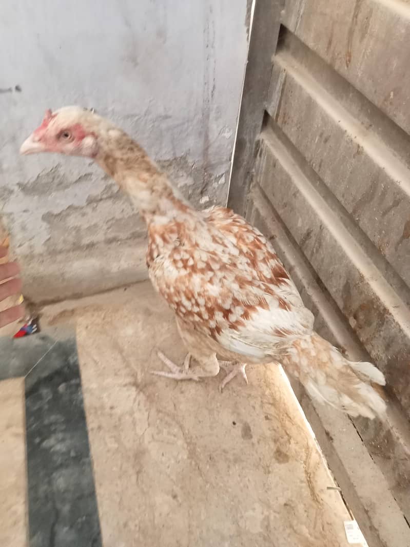 Sindhi Aseels 4