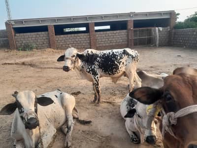 kas cattle farm bull for sale