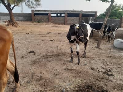kas cattle farm bull for sale