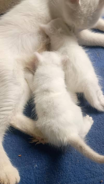 Persian mother with kittens for adoption