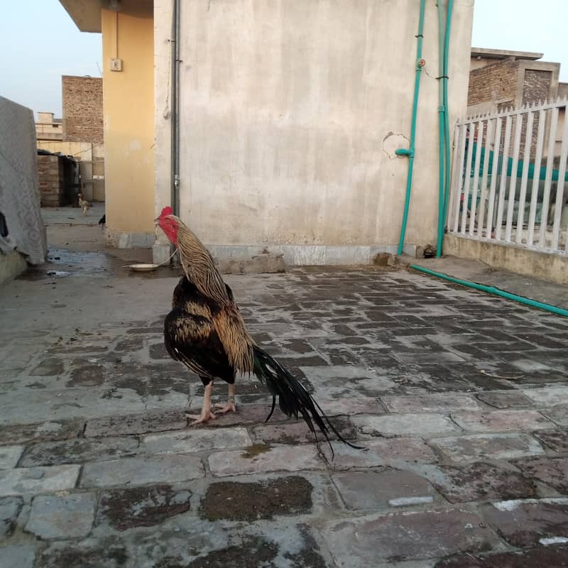 شامو/جاوا اصیل 0