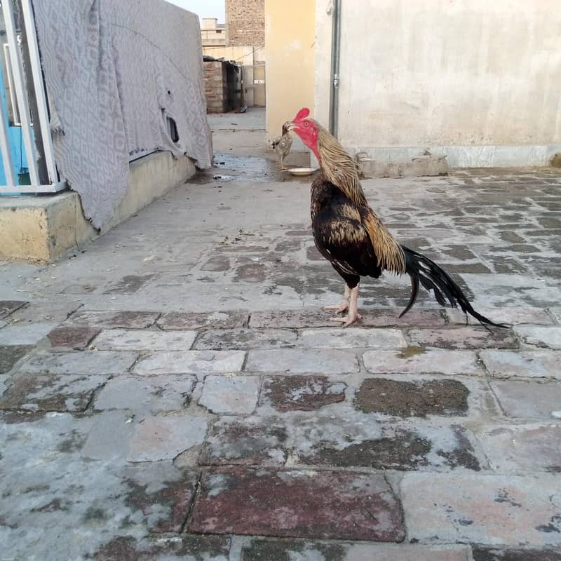 شامو/جاوا اصیل 1