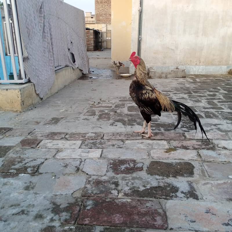 شامو/جاوا اصیل 2