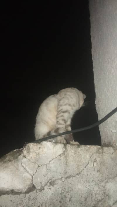 cat lost from chungi number 22 tench bhatta amil colony