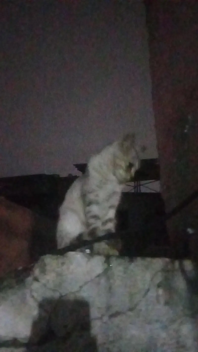 cat lost from chungi number 22 tench bhatta amil colony — photo 2