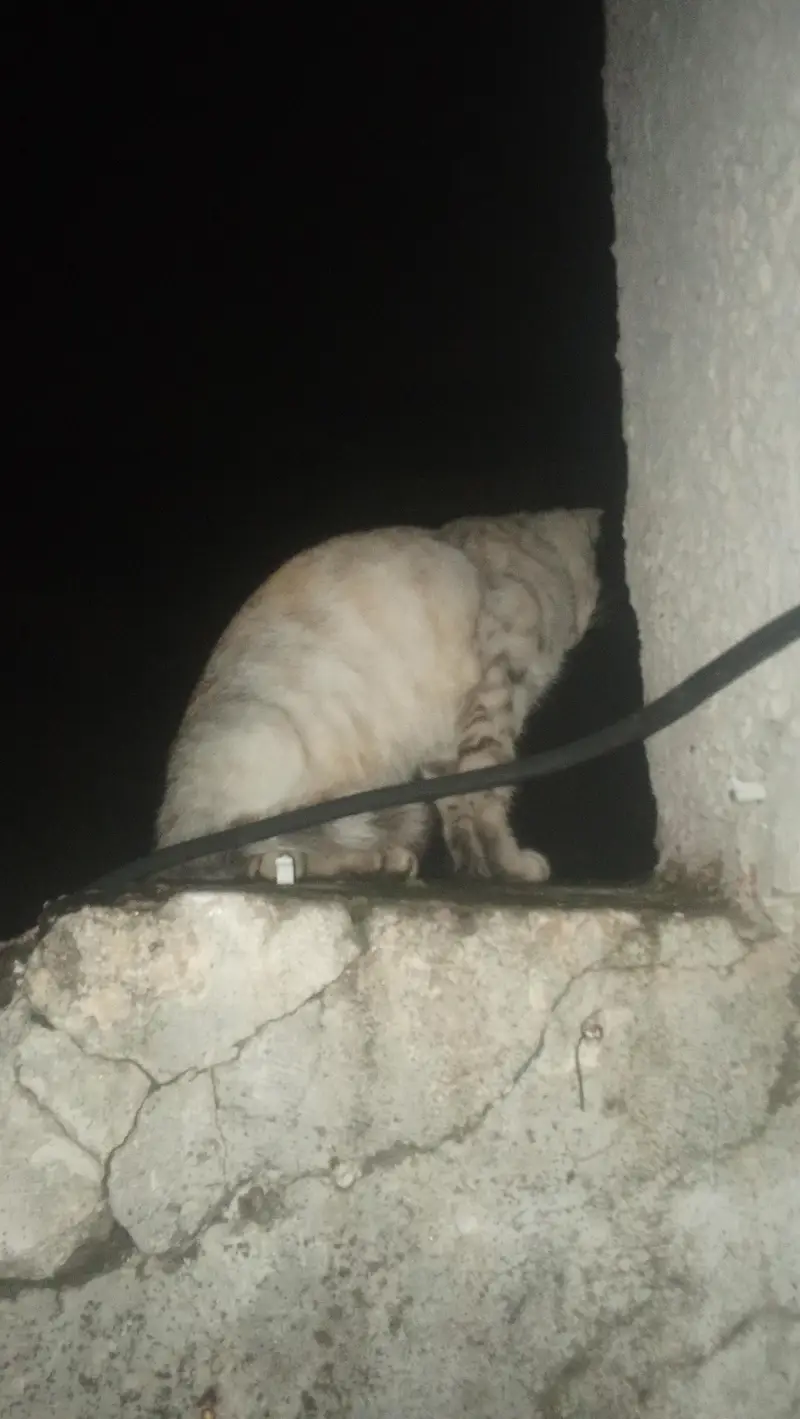 cat lost from chungi number 22 tench bhatta amil colony — photo 3
