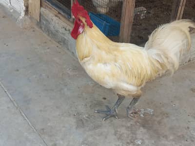 murga for sale