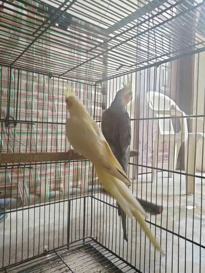 cocktail pair healthy and active