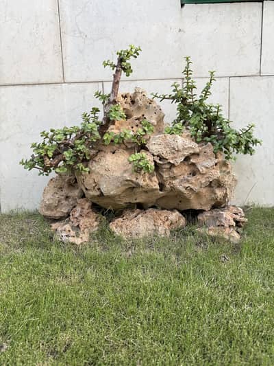 Mature Dwarf Jade Bonsai on Natural Rock