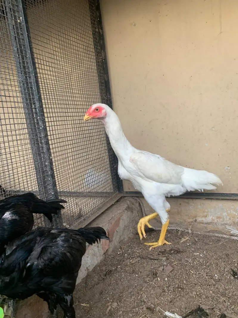 shamoo pathi n dragon quality chicks — photo 3