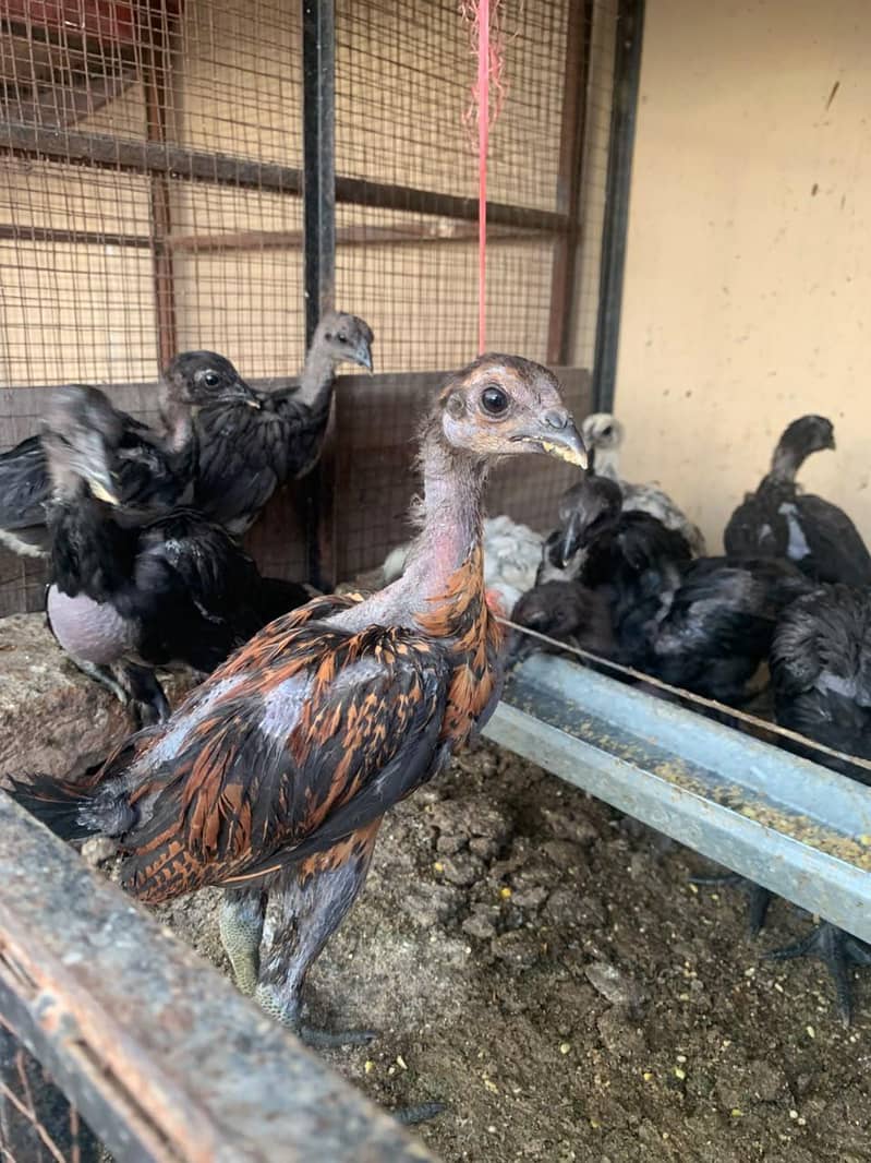 dragon quality chicks 0