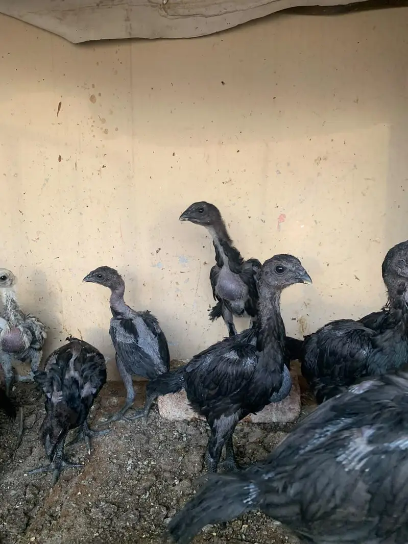 shamoo pathi n dragon quality chicks — photo 6