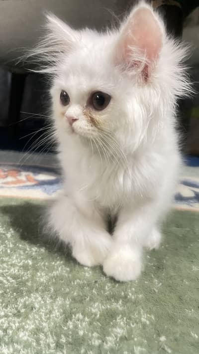Punch face kitten for urgent sale