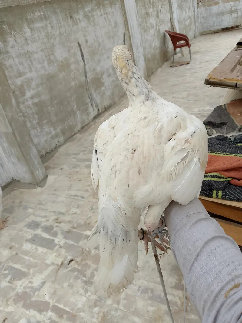 aseel — photo 3