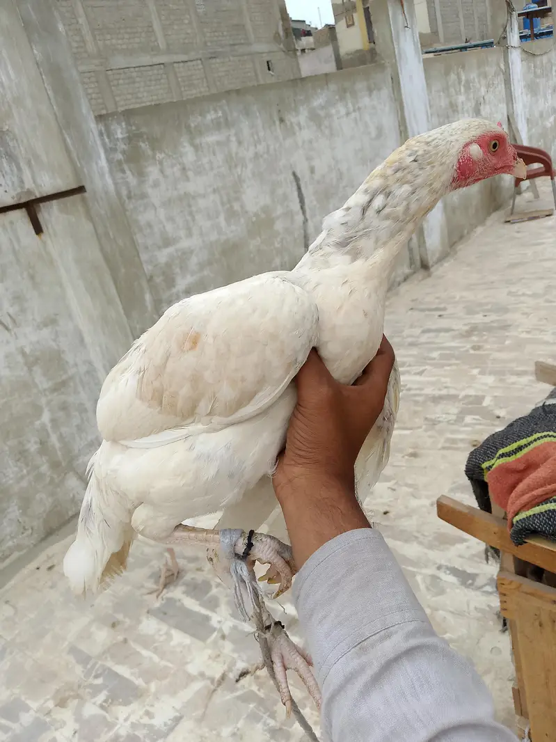 aseel — photo 4