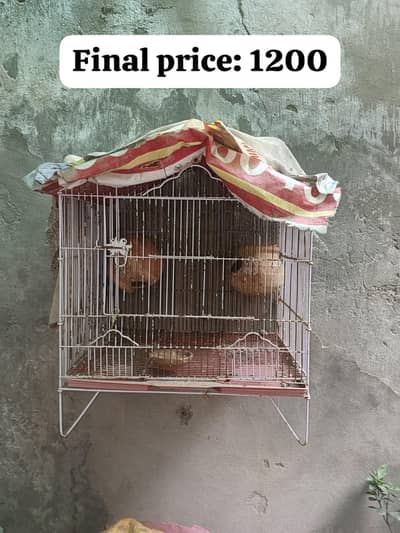 Cages