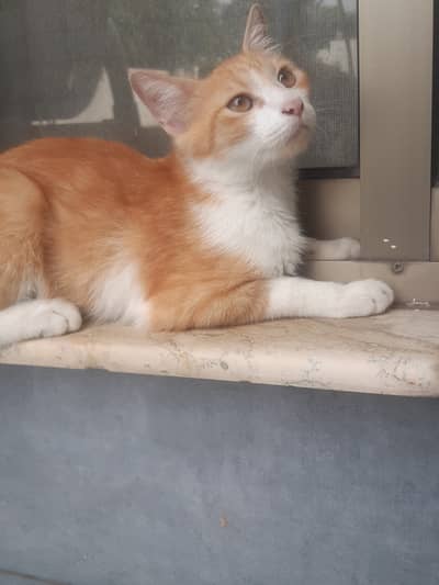 Kitten