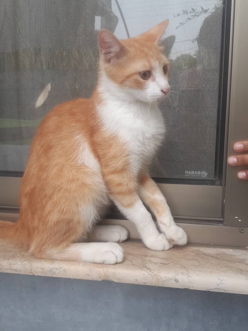 Kitten 1