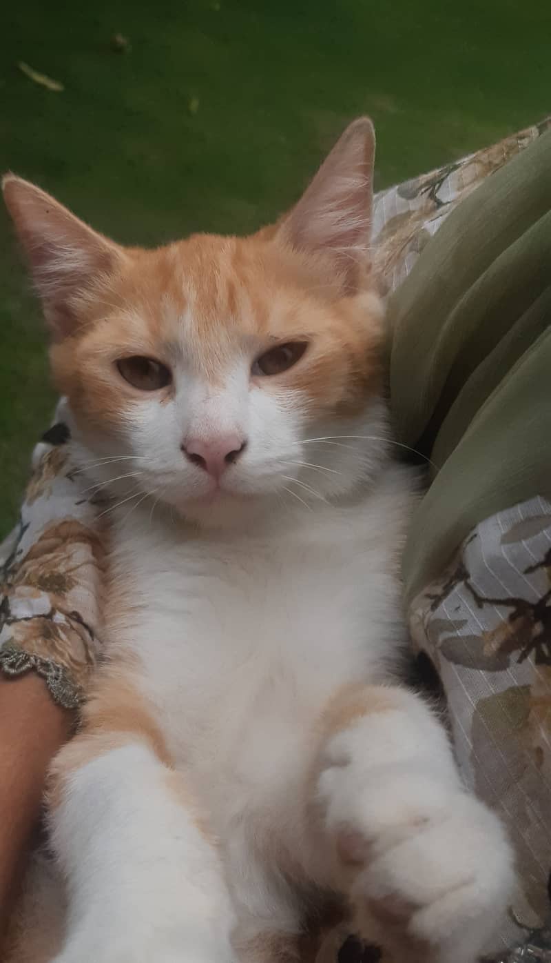 Kitten 2