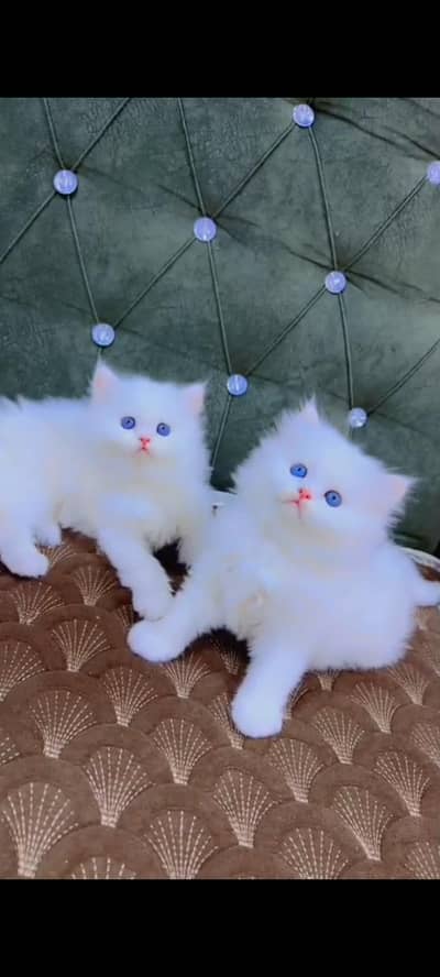 Quality Persian Punch Face cat &kittens 03476305771 WhatsApp