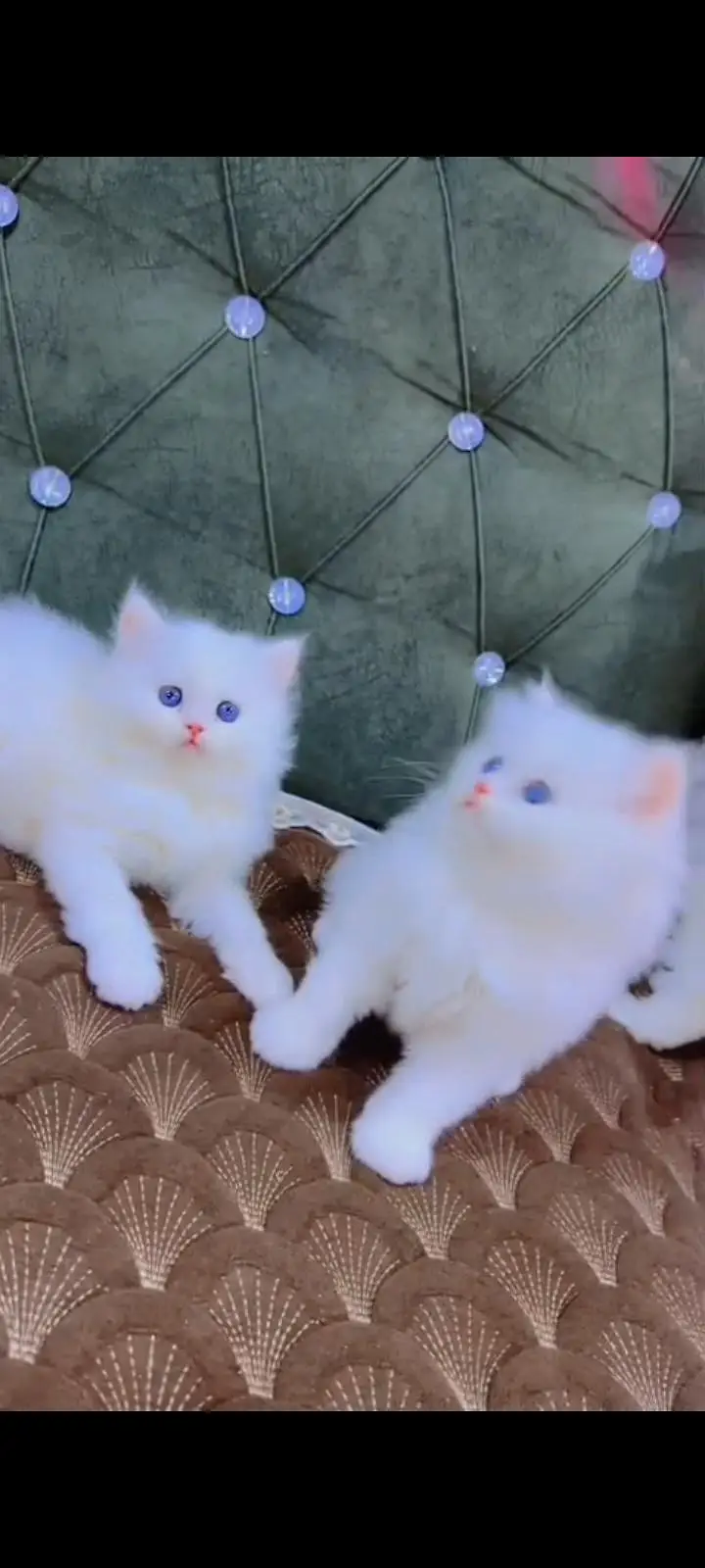 Quality Persian Punch Face cat &kittens 03476305771 WhatsApp — photo 2