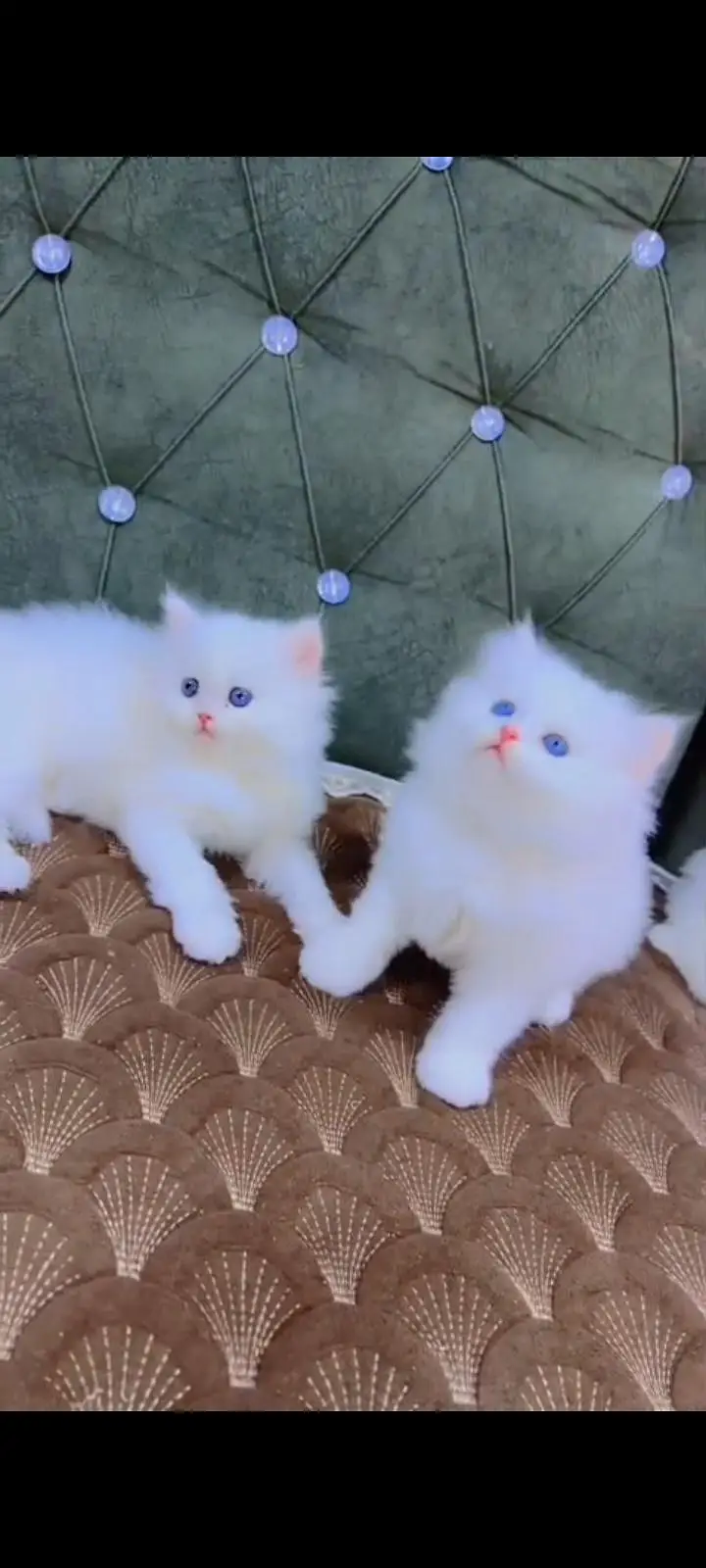 Quality Persian Punch Face cat &kittens 03476305771 WhatsApp — photo 3