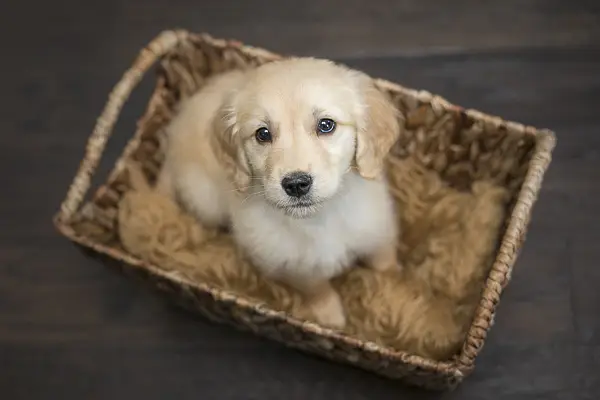 Golden Retriever Puppy | Retriever Pupps |Golden Retriever Male Puppy — photo 5