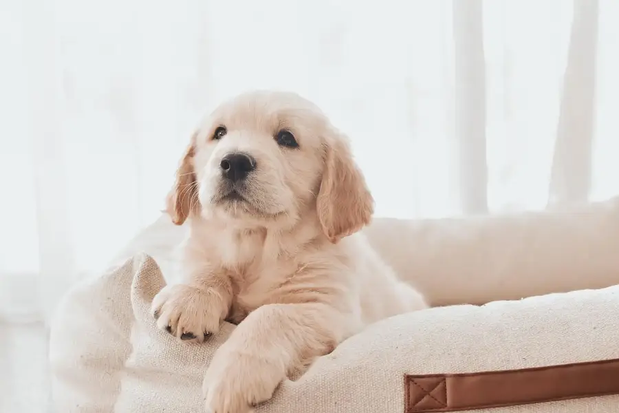 Golden Retriever Puppy | Retriever Pupps |Golden Retriever Male Puppy — photo 2
