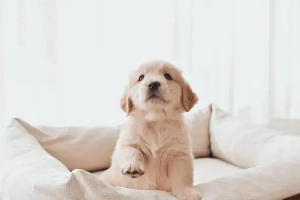 Golden Retriever Puppy | Retriever Pupps |Golden Retriever Male Puppy — photo 4