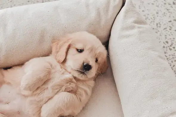 Golden Retriever Puppy | Retriever Pupps |Golden Retriever Male Puppy — photo 3