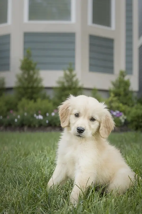 Golden Retriever Puppy | Retriever Pupps |Golden Retriever Male Puppy — photo 6