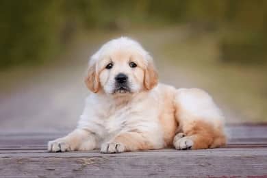 Golden Retriever Puppy | Retriever Pupps |Golden Retriever Male Puppy