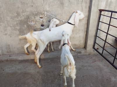 Bakri do bachy