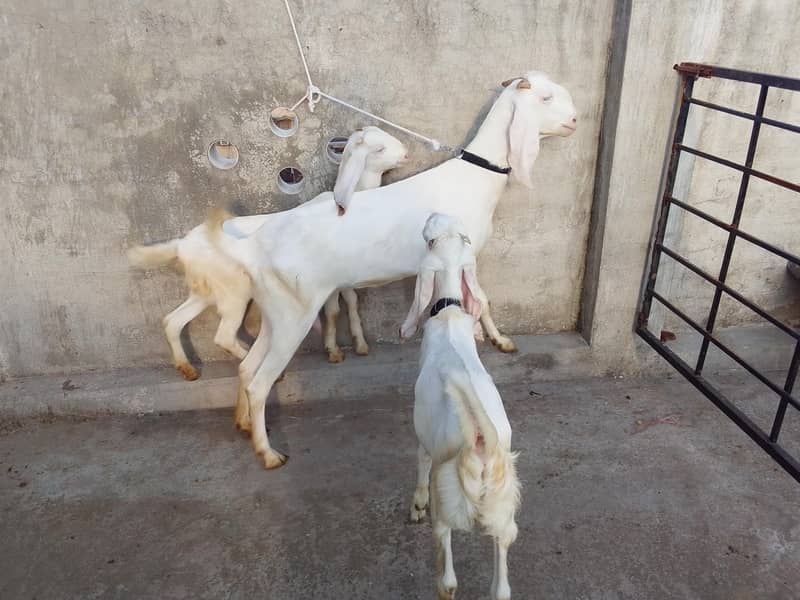 Bakri do bachy 0