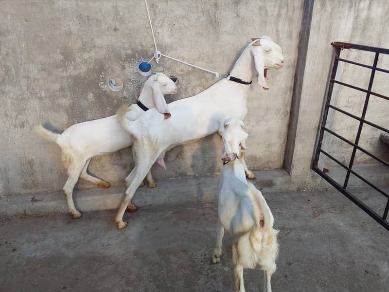 Bakri do bachy 1